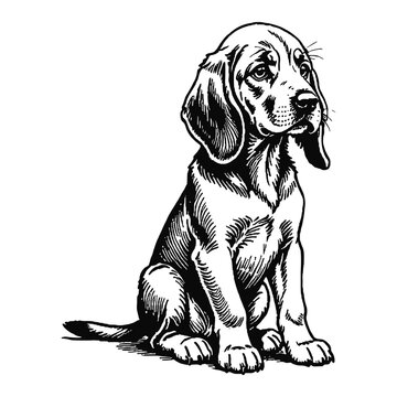 recommend clip art: Bloodhound Dog Puppy Hand Drawn Engraved Ink Line Art Sketch Illustration