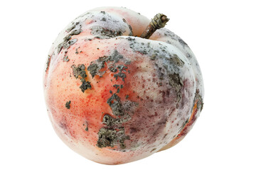 Close-up of a rotten peach covered in mold. Depicts decay and spoiling of fruit, highlighting food degradation and waste.