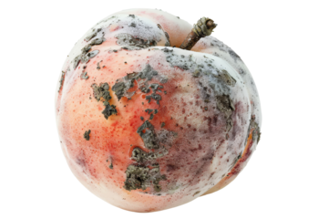 Close-up of a rotten peach covered in mold. Depicts decay and spoiling of fruit, highlighting food degradation and waste.