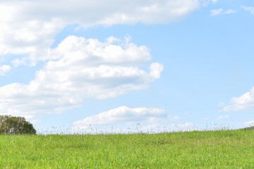 Bright green field and perfect blue sky. Concept of agrarian industry. Photo of picturesque summer day. Artistic wallpaper. Beauty of earth.