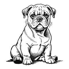 Fototapeta premium Bulldog Dog Puppy Hand Drawn Engraved Ink Line Art Sketch Illustration