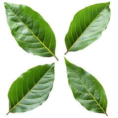 Obraz premium Realistic set green mango leave Isolated on transparent background, PNG cut out