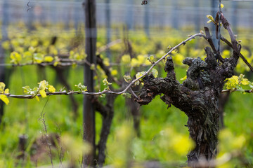 Taille printanière en Guyot double : pratiques viticoles dans le vignoble d'Alsace, CeA, Alsace, Grand Est, France
