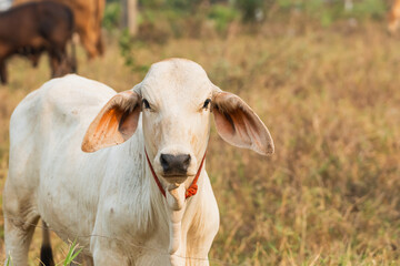 A cow is standing in a field with its head down