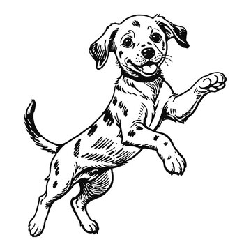 recommend clip art: Dalmatian Dog Puppy Hand Drawn Engraved Ink Line Art Sketch Illustration