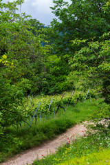 Retour de la biodiversité dans le vignoble d'Alsace, CeA, Alsace, Grand Est, France