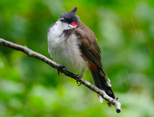 Cute bird perching on branch during light rain - Pycnonotus Jocosus 