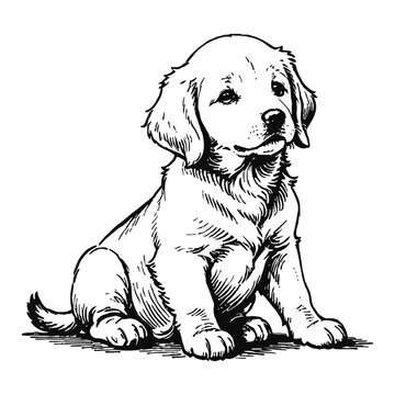 recommend clip art: Golden Retriever Dog Puppy Hand Drawn Engraved Ink Line Art Sketch Illustration
