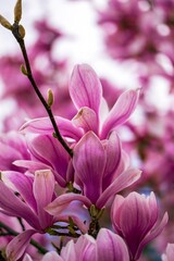Obraz premium Pink flowers of magnolia in spring