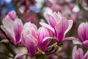 Fototapeta premium Pink flowers of magnolia in spring