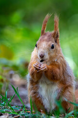 Sciurus vulgaris - cheerful squirrel in the forest