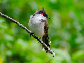 Close-up of a Red Whiskered Bulbul bird perching on leafless branch in slight rain