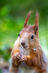Sciurus vulgaris - cheerful squirrel in the forest