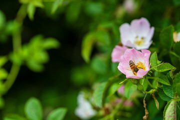 Une abeille sauvage butine un églantier en fleur dans le vignoble alsacien