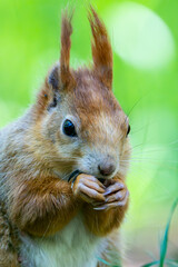 Sciurus vulgaris - cheerful squirrel in the forest