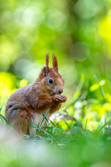 Sciurus vulgaris - cheerful squirrel in the forest
