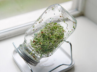 A broccoli sprout jar, upturned to drain water. Growing seed sprouts on a window sill. Concept for...