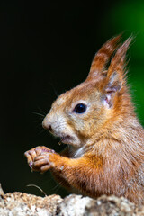 Sciurus vulgaris - cheerful squirrel in the forest