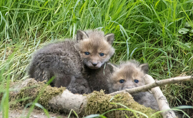 Fuchswelpen
