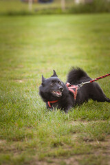 Summer portrait of dog. He is so cute in the nature. He has so lovely face	
