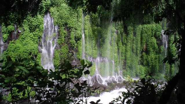A unique and dramatic 4K landscape of A forest wall filled with fine grasses growing and with water exiting as if it creates a dramatic effect like white curtains flowing vividly and wide