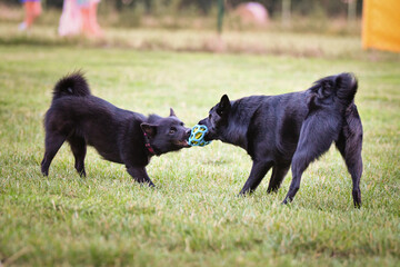 Dogs are playing outside in the grass. He is so crazy dog on trip.