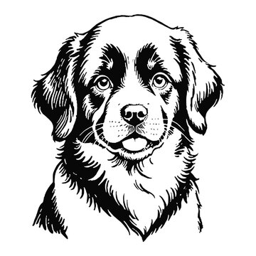 recommend clip art: Newfoundland Dog Puppy Hand Drawn Engraved Ink Line Art Sketch Illustration
