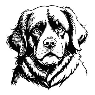 recommend clip art: Newfoundland Dog Hand Drawn Engraved Ink Line Art Sketch Illustration