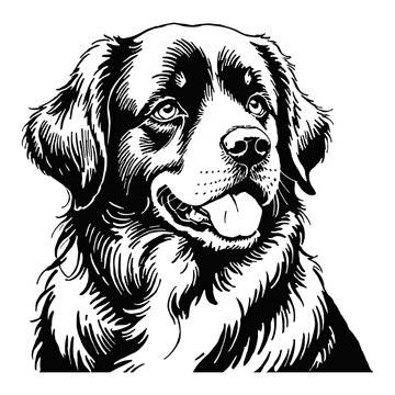 recommend clip art: Newfoundland Dog Hand Drawn Engraved Ink Line Art Sketch Illustration