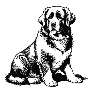 recommend clip art: Newfoundland Dog Hand Drawn Engraved Ink Line Art Sketch Illustration
