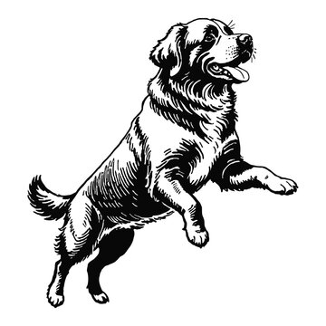 recommend clip art: Newfoundland Dog Hand Drawn Engraved Ink Line Art Sketch Illustration