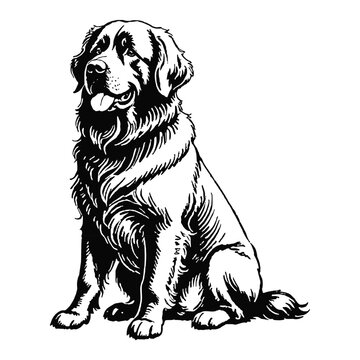 recommend clip art: Newfoundland Dog Hand Drawn Engraved Ink Line Art Sketch Illustration