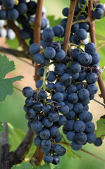 Weintrauben