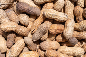 Fototapeta premium Bulk dried peanuts with shell on close view.