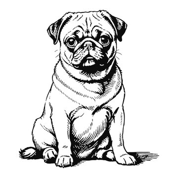 recommend clip art: Pug Dog Hand Drawn Engraved Ink Line Art Sketch Illustration