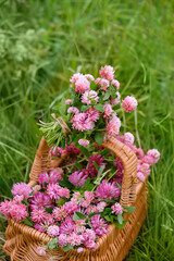 Summer background. pink clover flowers in wicker basket on meadow, abstract natural background. Useful medical plants harvest. beautiful image of wild nature.