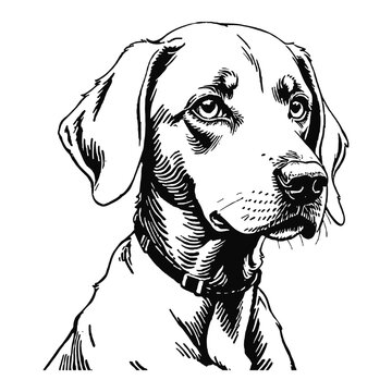 recommend clip art: Weimaraner Dog Hand Drawn Engraved Ink Line Art Sketch Illustration