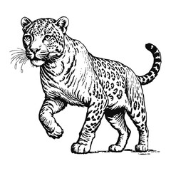 Naklejka premium Leopard Hand Drawn Engraved Ink Line Art Sketch Illustration