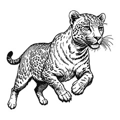 Fototapeta premium Leopard Hand Drawn Engraved Ink Line Art Sketch Illustration
