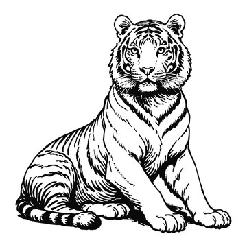 recommend clip art: Tiger Hand Drawn Engraved Ink Line Art Sketch Illustration