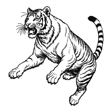 recommend clip art: Tiger Hand Drawn Engraved Ink Line Art Sketch Illustration
