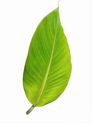 Banana leaves isolated on white background 