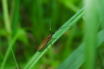long-whiskered beetle Agapanthia villosoviridescens on the grass in the field crawls up