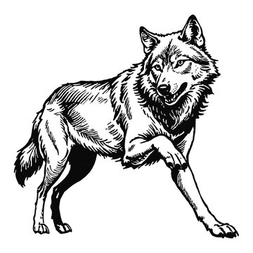 recommend clip art: Wolf Hand Drawn Engraved Ink Line Art Sketch Illustration