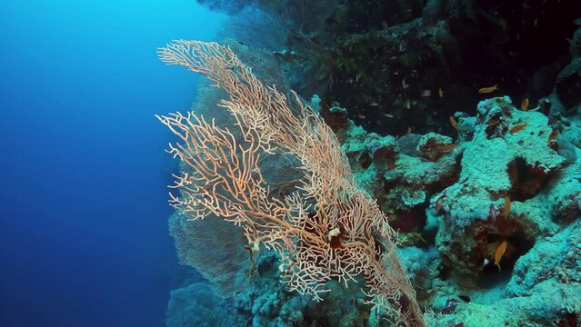 A coral reef with a large piece of coral in the foreground. The coral is brown and has a lot of algae growing on it. The reef is teeming with life, including fish and other sea creatures