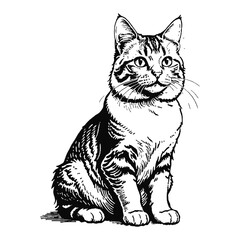 American Bobtail Cat Hand Drawn Engraved Ink Line Art Sketch Illustration
