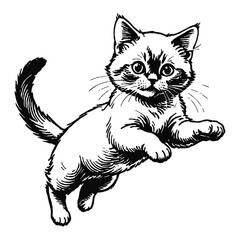 Obraz premium Birman Cat Kitten Hand Drawn Engraved Ink Line Art Sketch Illustration
