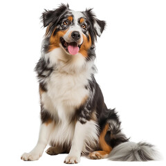 Obraz premium Australian Shepherd isolated on transparent background