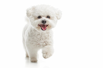 Happy white dog on white background. Happy dog. 