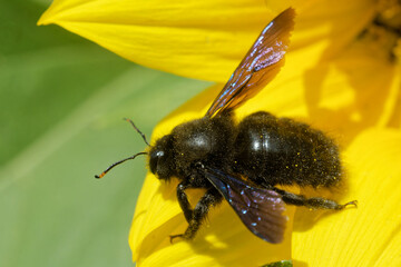 Große Blaue Holzbiene sammelt  Pollen auf einer Sonnenblume